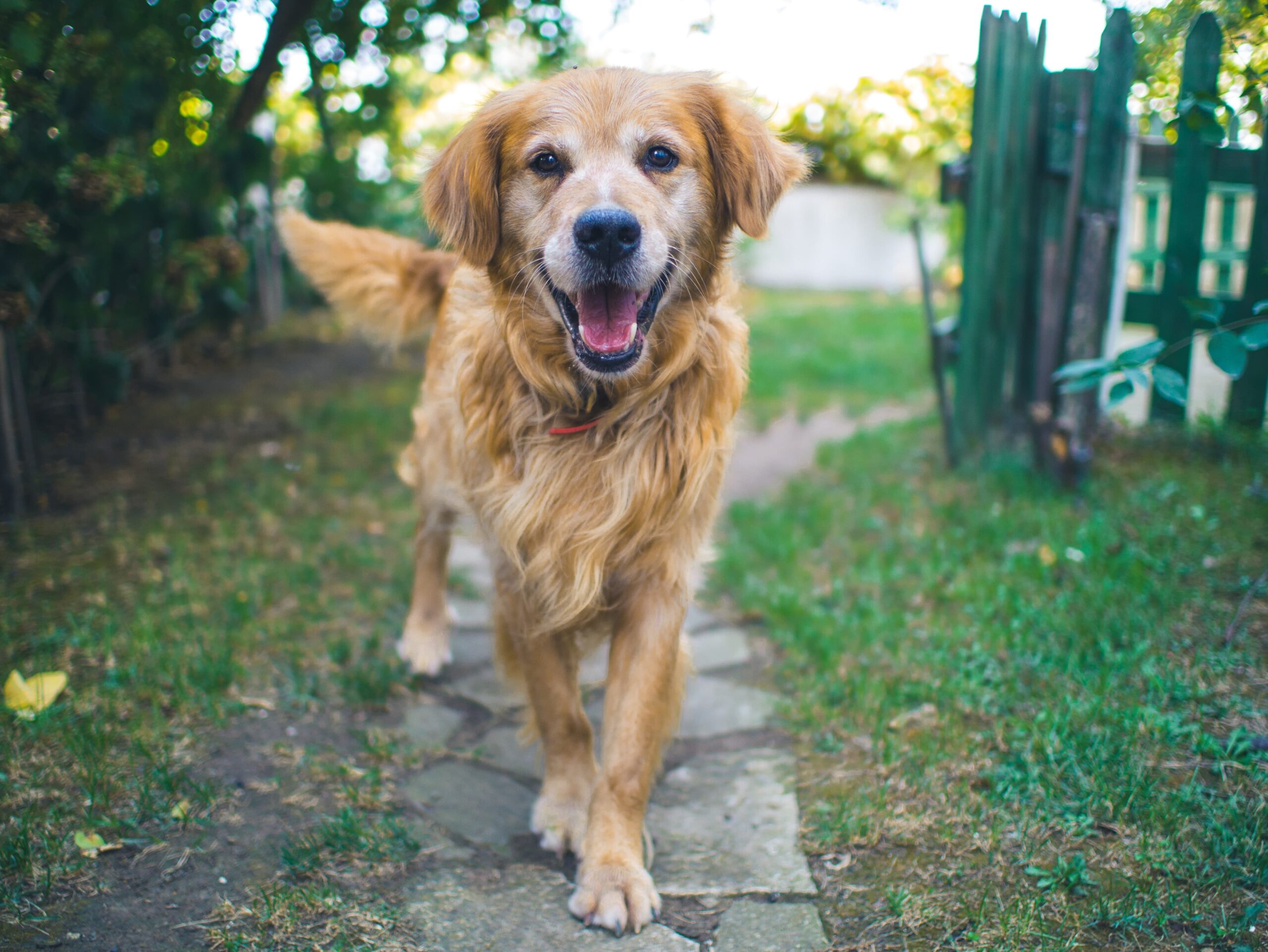 Dog enjoying time outdoors